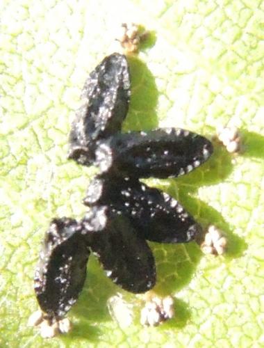 Eulophus sp.